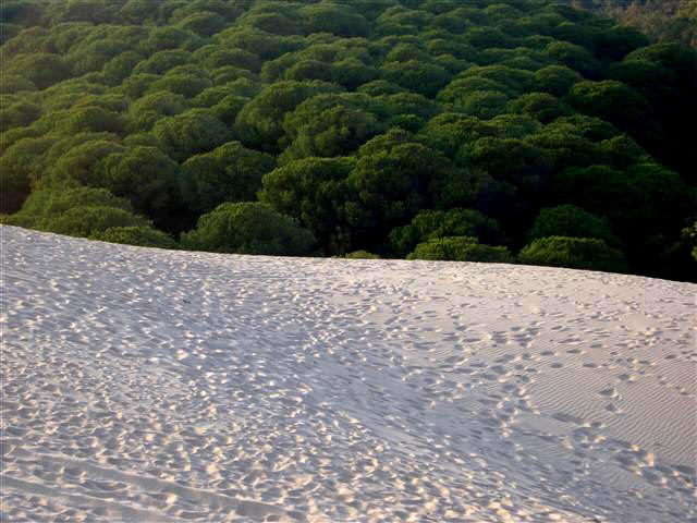 Dunas de Huelva. Foto:Alfredo Garrido