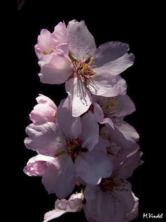 Flor de almendro rosa, de la Subbtica cordobesa.Foto:M.Vindel