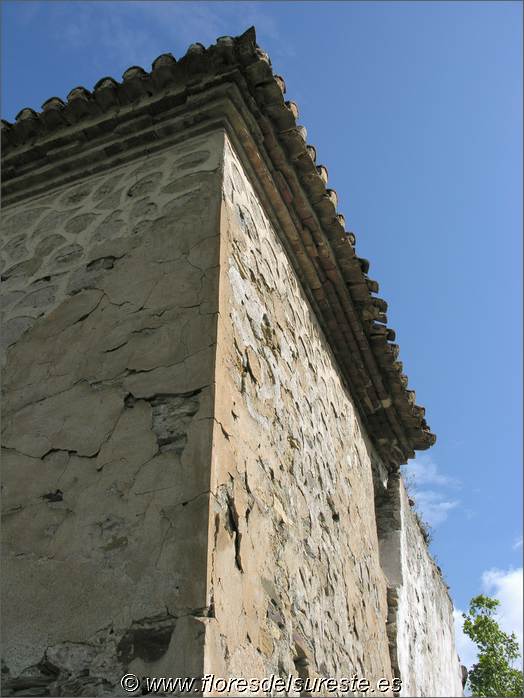 Decoracin esgrafiada del muro y restos de la capa de estuco que la recubri posteriormente.