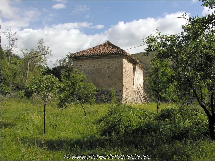 Lado de la cabecera de la iglesia y fachada lateral, apuntalada con vigas de madera.