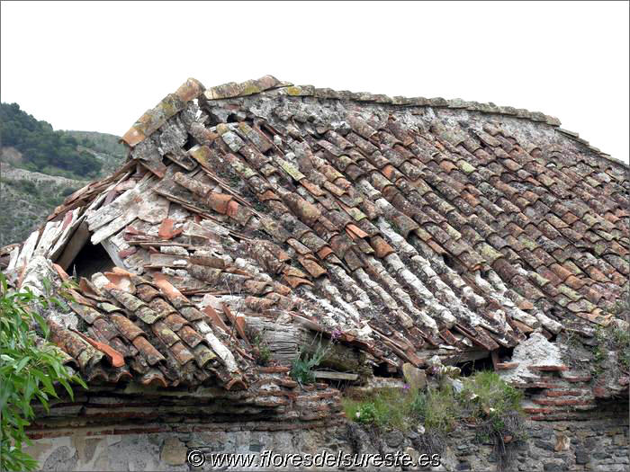 Estado de deterioro del tejado, construido a cuatro aguas de estilo granadino