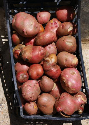 Patatas de Paterna del Ro. Foto: Carlos beda.