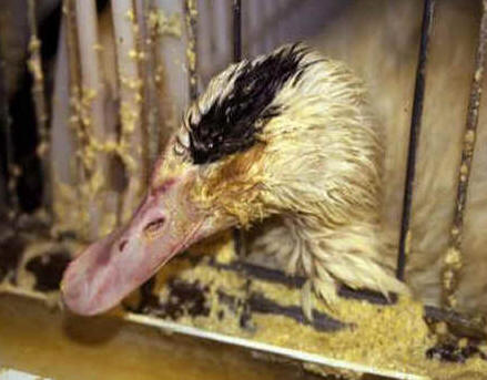 El animal enfermo permanece en unas condiciones de higiene y movilidad de gran sufrimiento.
