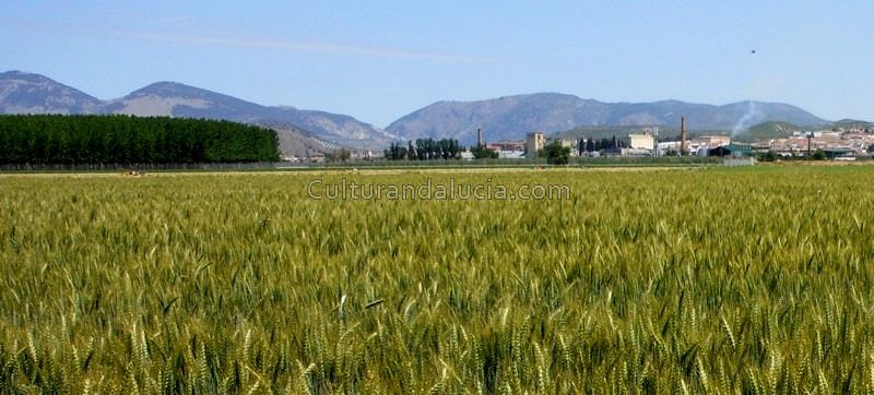 Resultado de imagen de Usos La vega de granada 