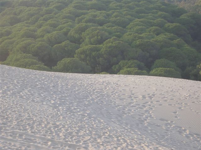 Dunas de Huelva. Foto:Alfredo Garrido