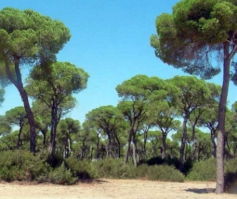 Pinares de Algaida