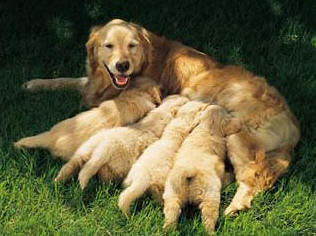 Perra amamantando a sus cachorros