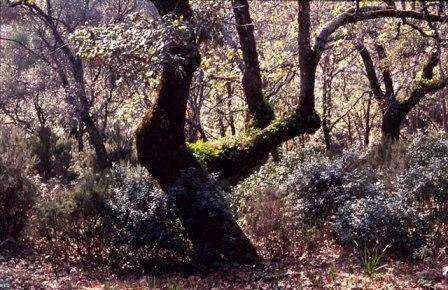 Quejigar en la Sierra de la Alfaguara (Granada)