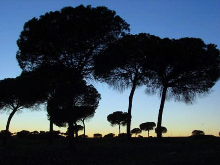 Pinos al atardecer