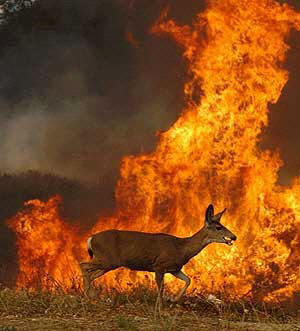 Ciervo en un incendio forestal