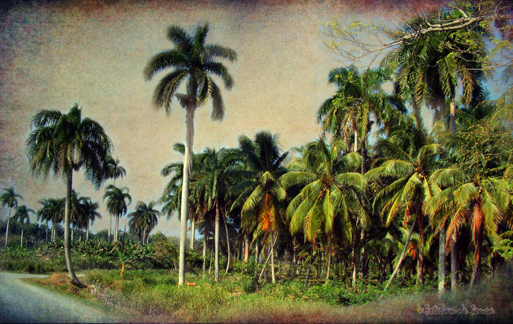 Palmerales cubanos en una postal antigua 