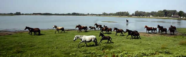 Caballos salvajes en las marismas de Doñana