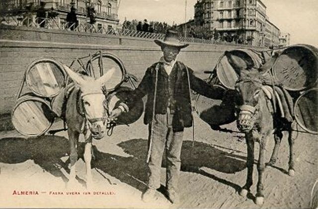 Campesino transportando a la capital barriles de uva